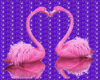 Flamingos