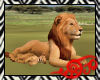 Safari Lions