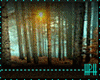 Ambient SunForest Photos