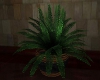 (TOS) Potted Fern