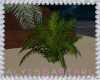 Island Kiss Ground Palm