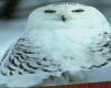 RR Snow Owl Wall