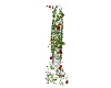 Climbing Roses