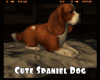 *Cute Spaniel Dog