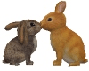Animated Kissing Bunnies