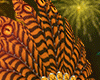 Carnival  Tiger Crown