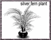 (AG)SILVER FERN PLANT