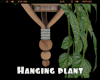 *Hanging Plant