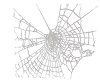 ani spiderweb