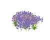 MT Purple Flowers