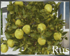 Rus Green Apple Tree
