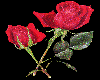 SPARKLING RED ROSES
