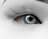 wolf eye