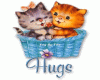 hugs kitty