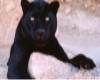 Panther Eyes