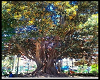 arbol milenario valencia