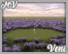 *MV* Lavender Field
