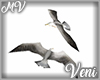 Seagulls in flight