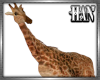 [H]Giraffe ►Furn