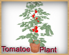 Tomato Plant in Pot