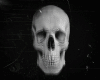 Skull Hat Ozyn