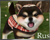 Rus: Shiba Pup Fall