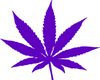purple flying leaf