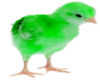 Green chick