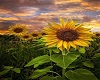 Sunflower Art 2