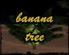 BANANA TREE