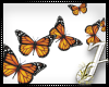 Left|Monarch Butterflies