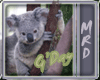 Koala G,Day Down Under