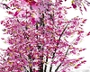 sakura tree