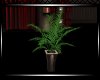 **Wish  Potted Plant