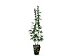 REGGAE WEED PLANT