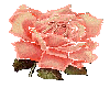 Pink Sparkeling Rose