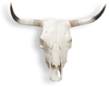 Steer Head Skull