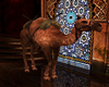 !E Moroccan Anim Camel