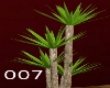 007  yucca plant 