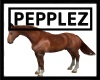 Native Indian Horse