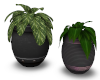 2 potted plants