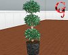 Bayleaf 3 Ball Topiary