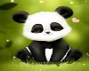 Panda 2 sided pic