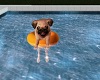 Swimming Pug