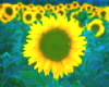 Sunflowers sticker