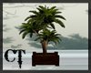 {CT} Wood Potted Palm