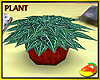 potted Clarinervium