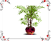 palm beach plant