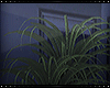[ mystic night plant ]