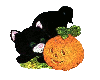M Cat with Pumpkin